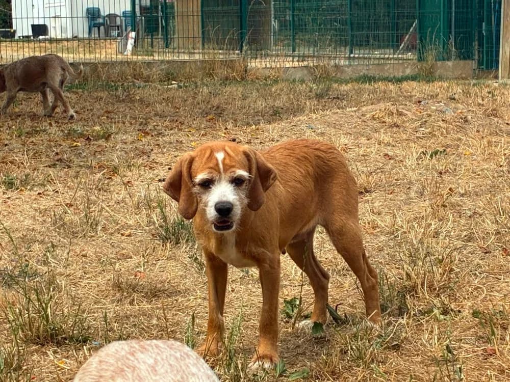 FANANTENANA, female young Beagle for adoption at SPA Cholet, Cholet