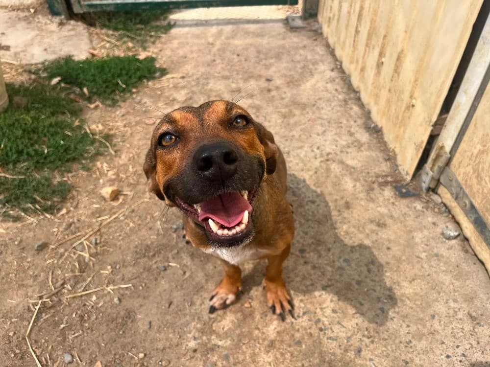 Heyda, female young mixed breed for adoption at SPA Cholet, Cholet