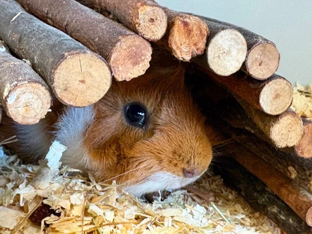 CAMEMBERT, male Mixed Breed for adoption at SPA Cholet, Cholet