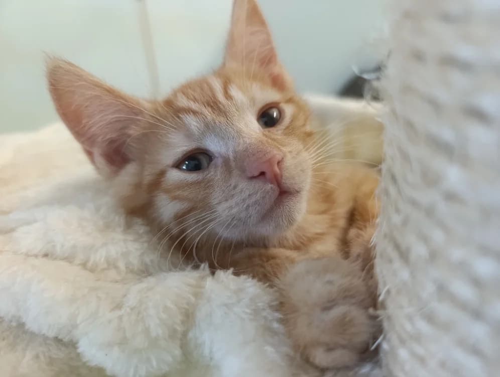 SAGREDO, male Mixed Breed for adoption at SPA Cholet, Cholet