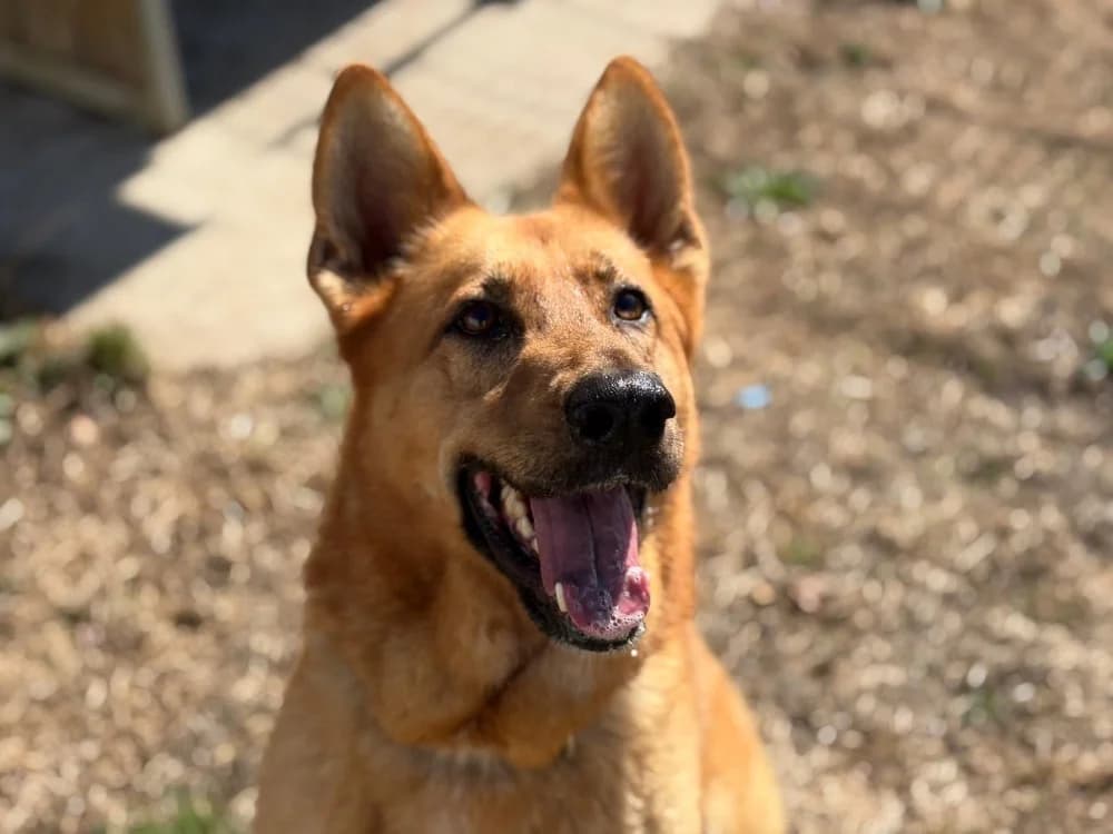 Shakra, female 5yo Belgian Malinois for adoption at SPA Cholet, Cholet