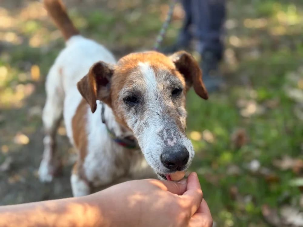 Xerox, male 5yo mixed breed for adoption at SPA Cholet, Cholet