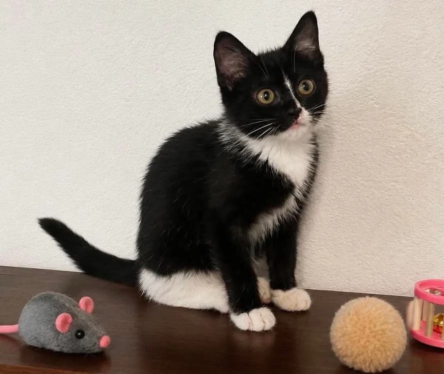 Maëlla, female Mixed Breed for adoption at SPA Cholet, Cholet