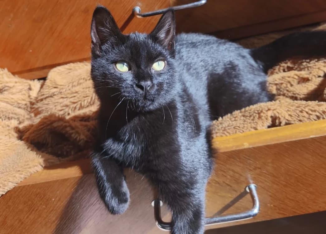 BUG, female Mixed Breed for adoption at SPA Cholet, Cholet