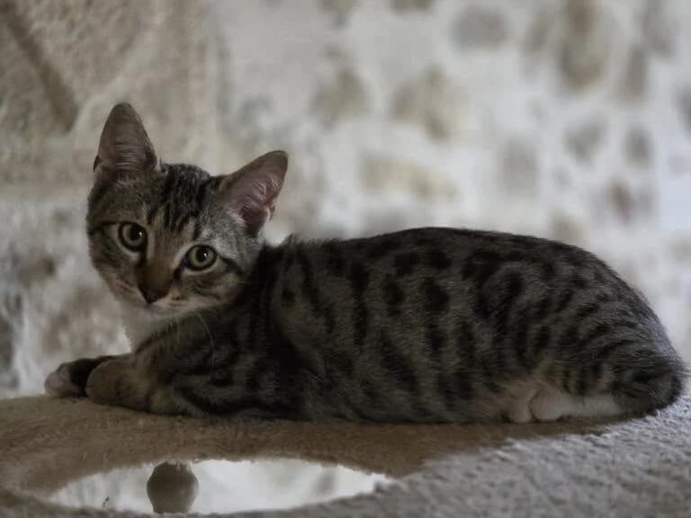 Gabinou, male Mixed Breed for adoption at SPA Cholet, Cholet