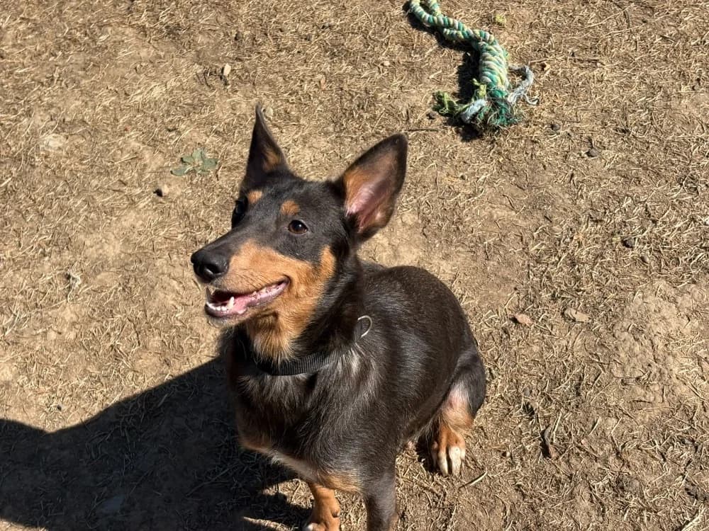 Luzerne, female young mixed breed for adoption at SPA Cholet, Cholet
