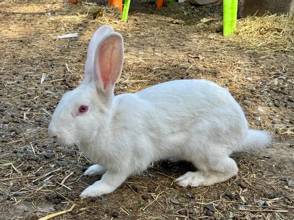 GUMING, male Mixed Breed for adoption at SPA Cholet, Cholet
