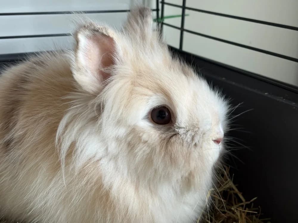 Nala (Duo avec SIMBA), female young Mixed Breed for adoption at SPA Cholet, Cholet