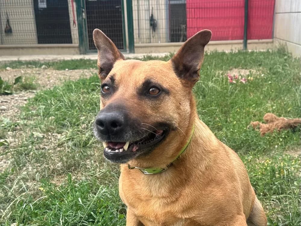 MALIE, female 6yo Mixed Breed for adoption at SPA Cluses, Cluses
