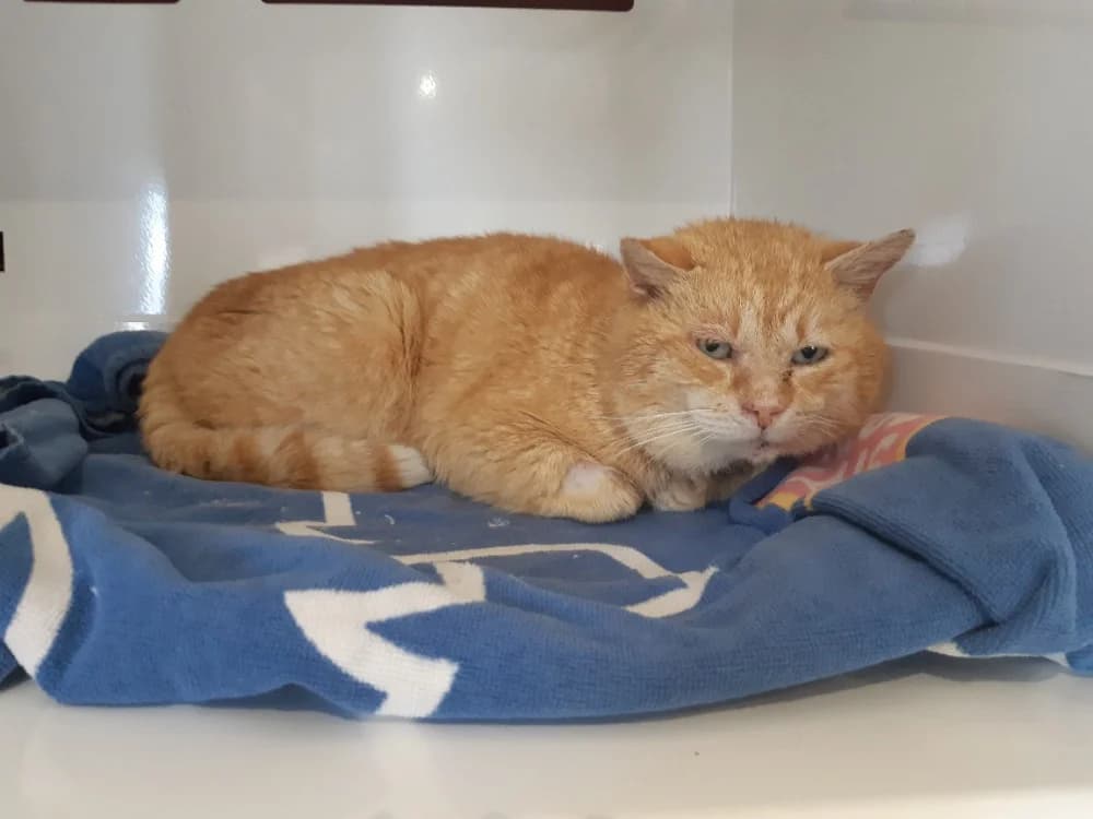 OBELIX (FIV+) en cours d'adoption, male 7yo mixed breed for adoption at SPA Cluses, Cluses