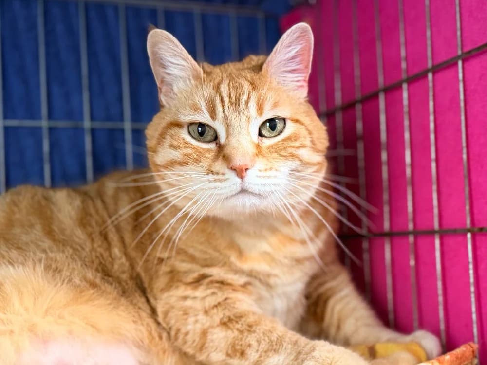 CHADOUCE, male senior mixed breed for adoption at SPA Cluses, Cluses