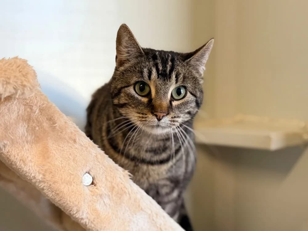 VINA, female young mixed breed for adoption at SPA Cluses, Cluses