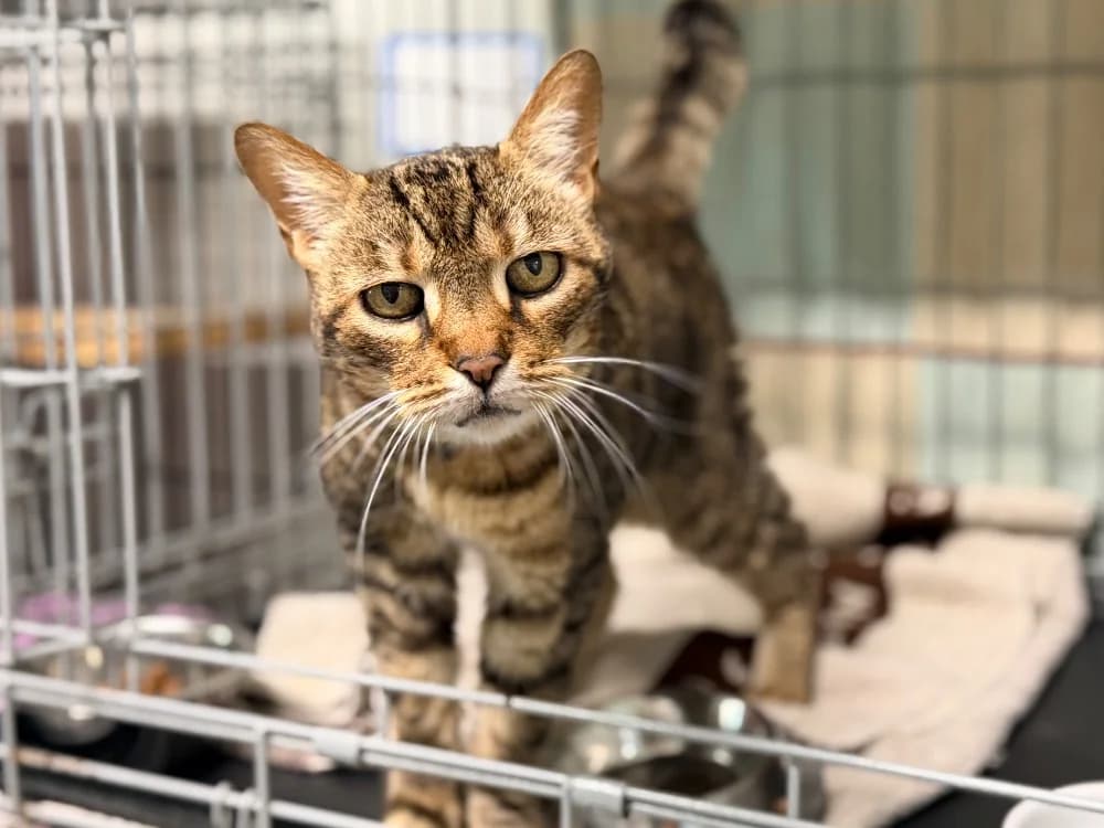 HENRIETTE, female senior mixed breed for adoption at SPA Cluses, Cluses