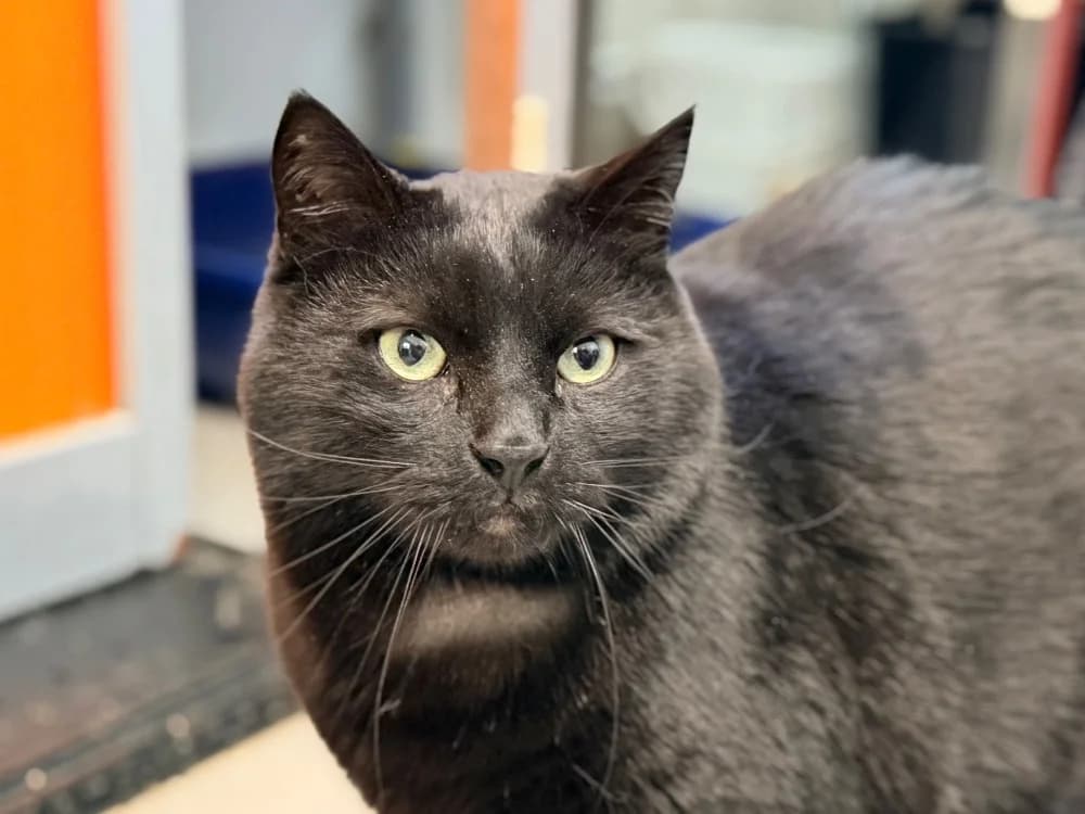 BIRUS, male senior Mixed Breed for adoption at SPA Cluses, Cluses