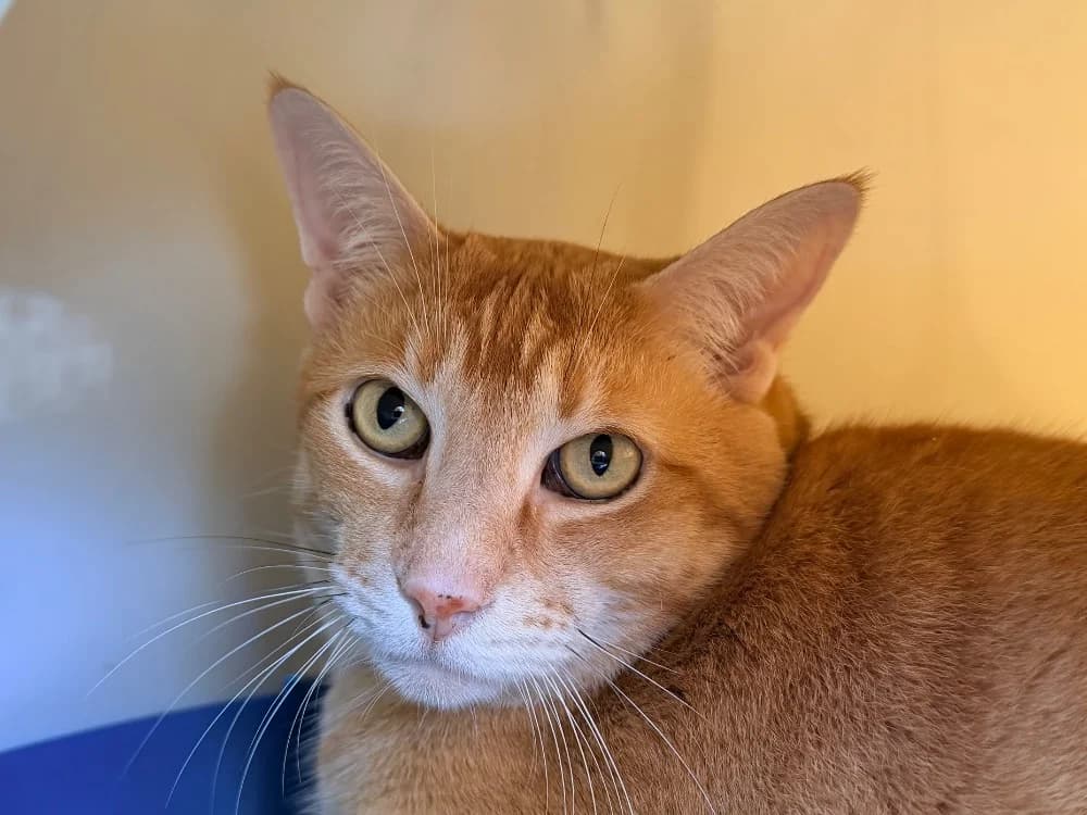 HARRY, male 7yo mixed breed for adoption at SPA Cluses, Cluses