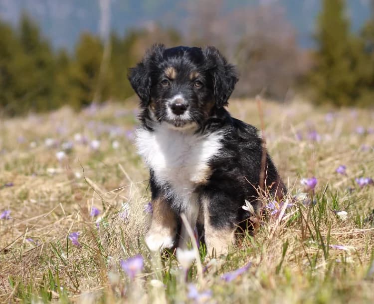 Boutchou, male puppy mixed breed for adoption at SPA Cluses, Cluses