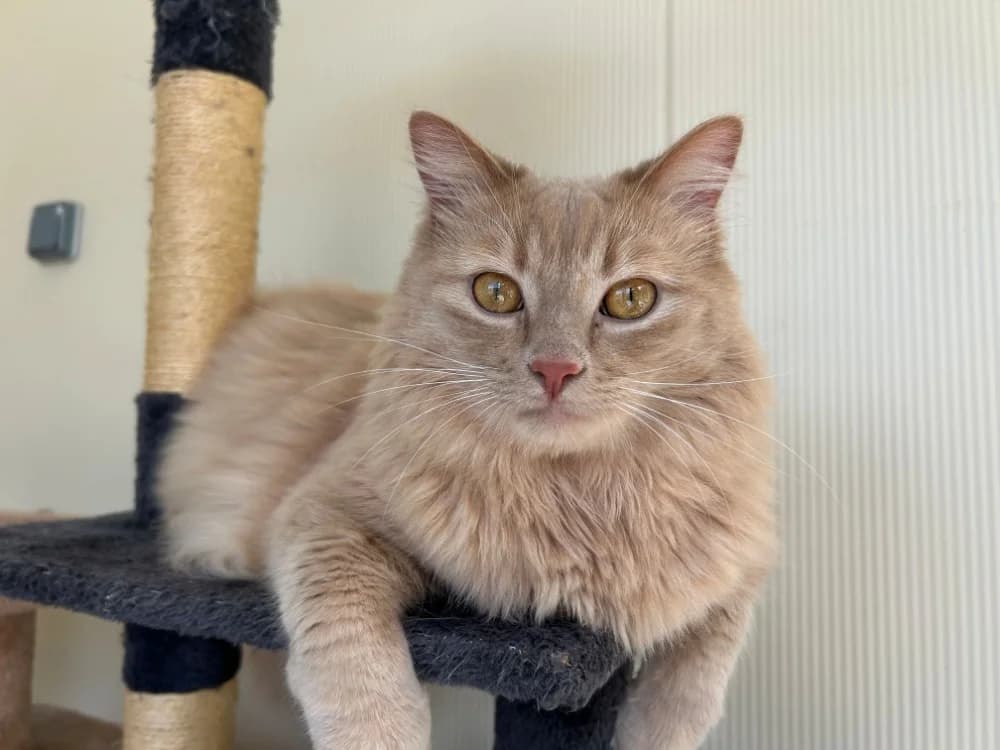 MOLKY, male 3yo Mixed Breed for adoption at SPA Cluses, Cluses