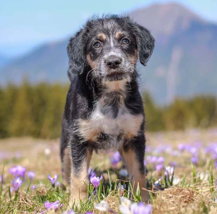 Barry, male puppy mixed breed for adoption at SPA Cluses, Cluses