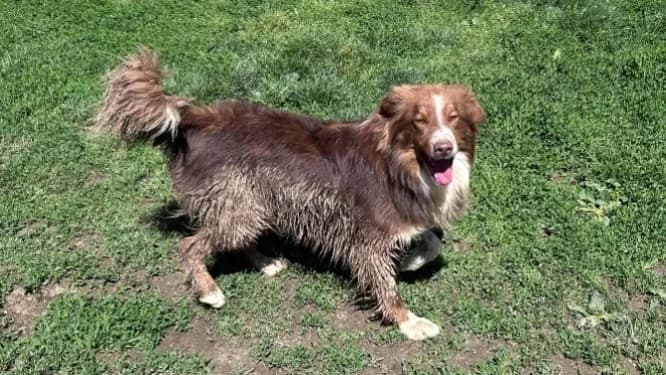 BAIKO, male young Border Collie for adoption at SPA Cluses, Cluses