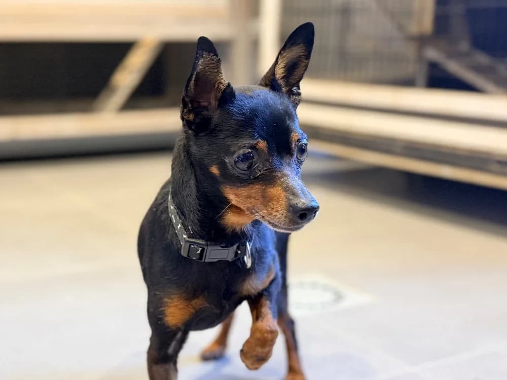 ORSON, male senior mixed breed for adoption at SPA Cluses, Cluses