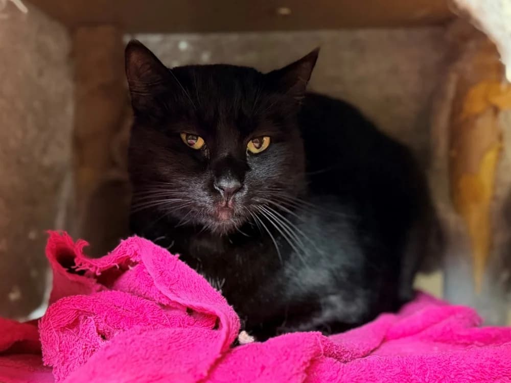 BASTET, female 6yo mixed breed for adoption at SPA Cluses, Cluses