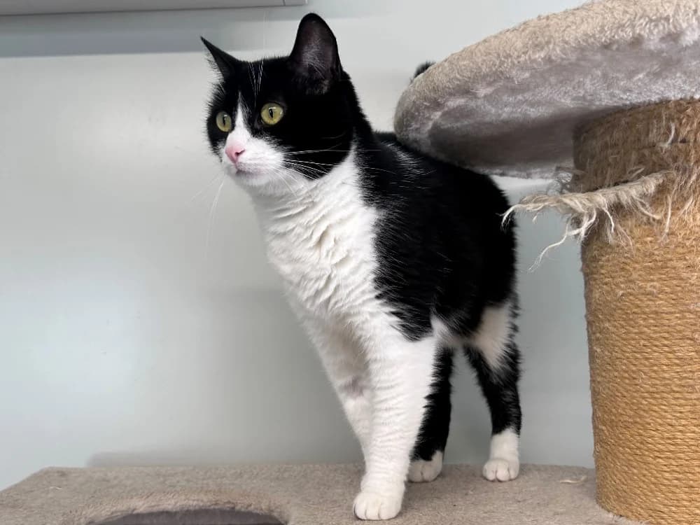 OREO, female 6yo Mixed Breed for adoption at SPA Cluses, Cluses