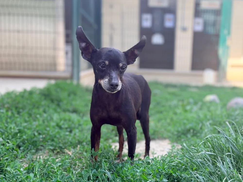 BIDOUILLE et Faluche, male senior mixed breed for adoption at SPA Cluses, Cluses