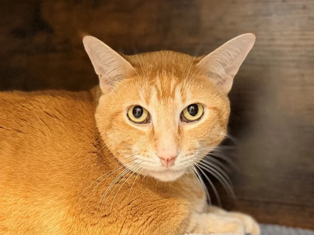 HARRY, male senior mixed breed for adoption at SPA Cluses, Cluses
