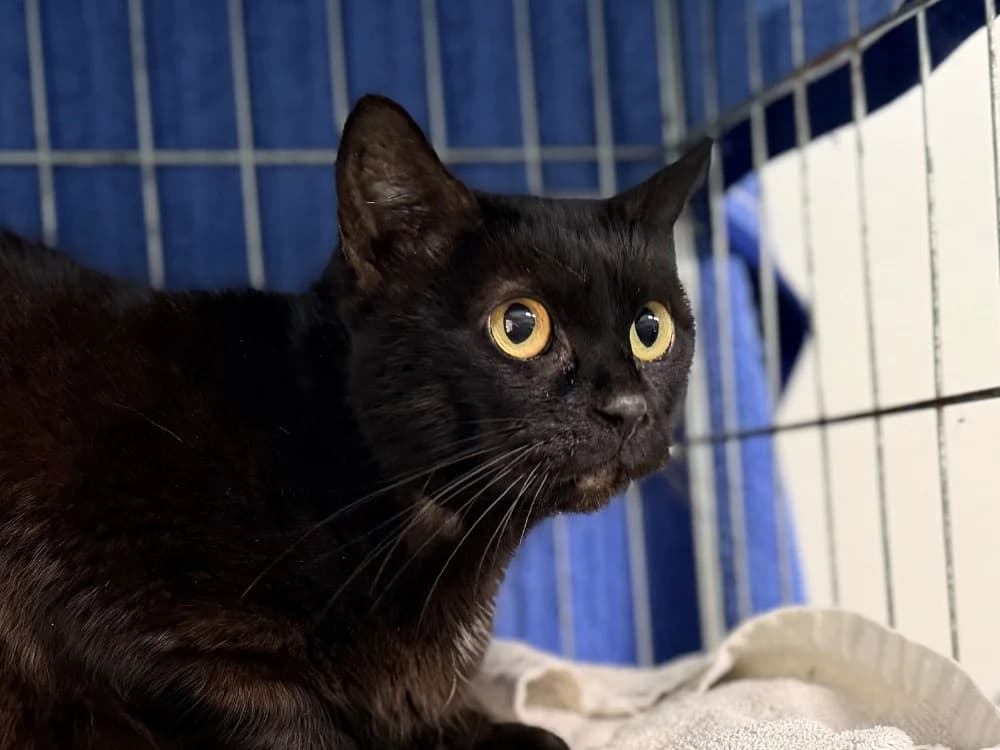 GOUMS, female senior Mixed Breed for adoption at SPA Cluses, Cluses