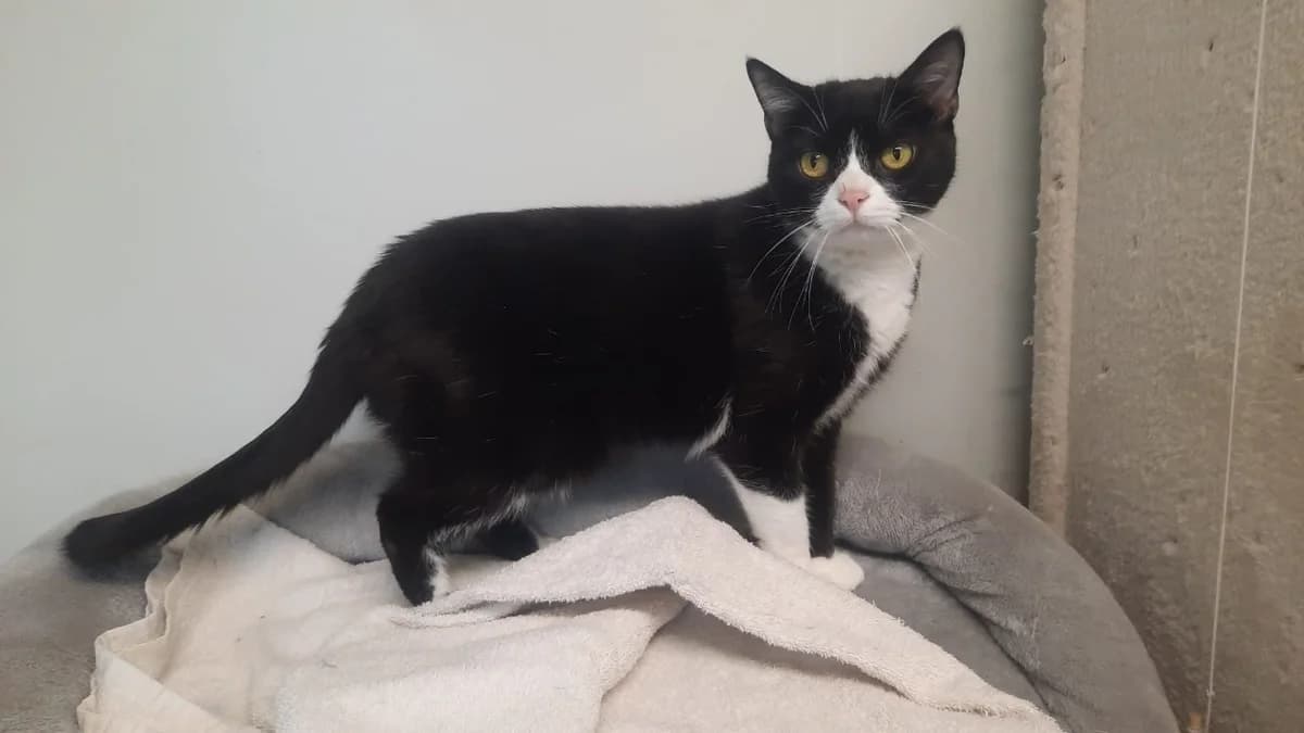 MOKA, female 7yo mixed breed for adoption at SPA Cluses, Cluses