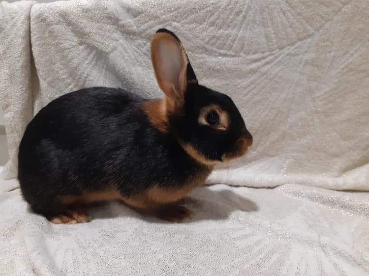 LUNA, female Mixed Breed for adoption at SPA Cluses, Cluses