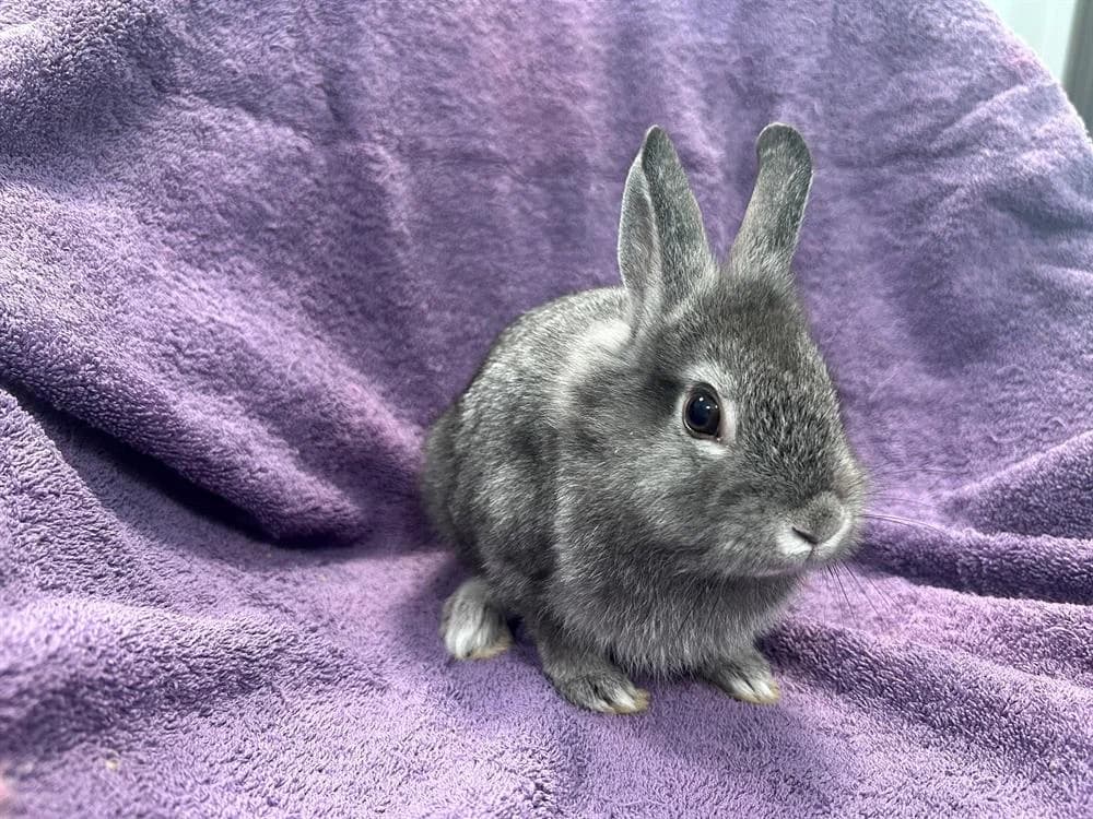 GASTA, female Mixed Breed for adoption at SPA Cluses, Cluses