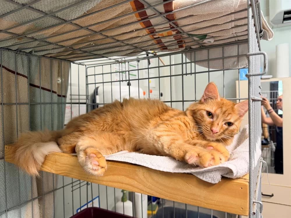 HARDING, male young Mixed Breed for adoption at SPA Cluses, Cluses