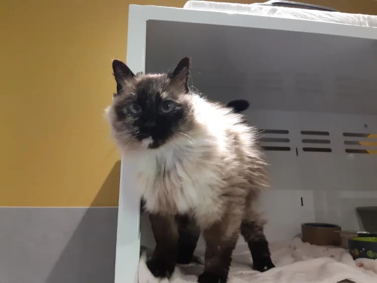 MINETTE, female senior Mixed Breed for adoption at SPA Cluses, Cluses