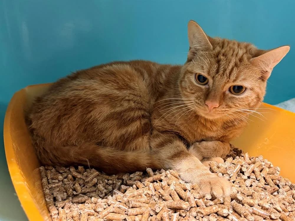R2D2, male Mixed Breed for adoption at SPA Cluses, Cluses