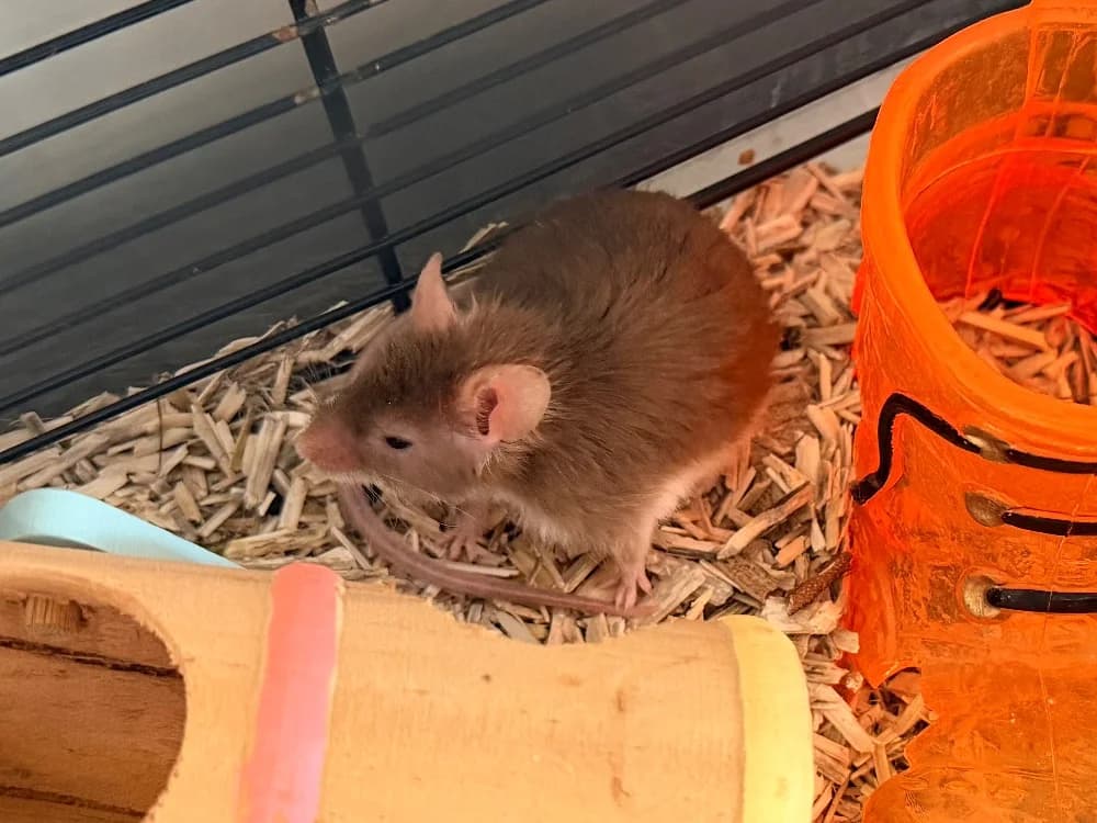 BLAISE, male Mixed Breed for adoption at SPA Cluses, Cluses