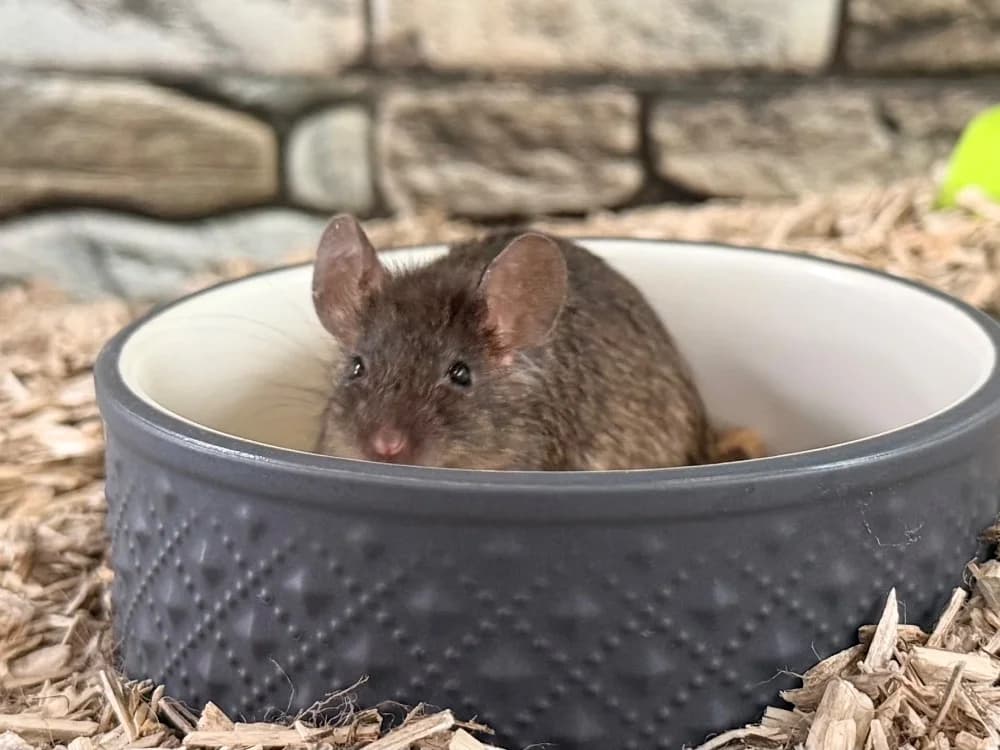 BOUILLOTE, female Mixed Breed for adoption at SPA Cluses, Cluses