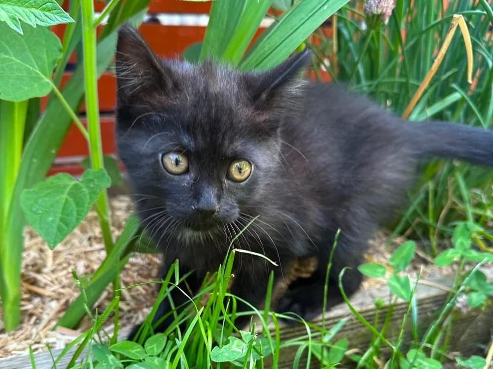 PEPPA, female Mixed Breed for adoption at SPA Cluses, Cluses