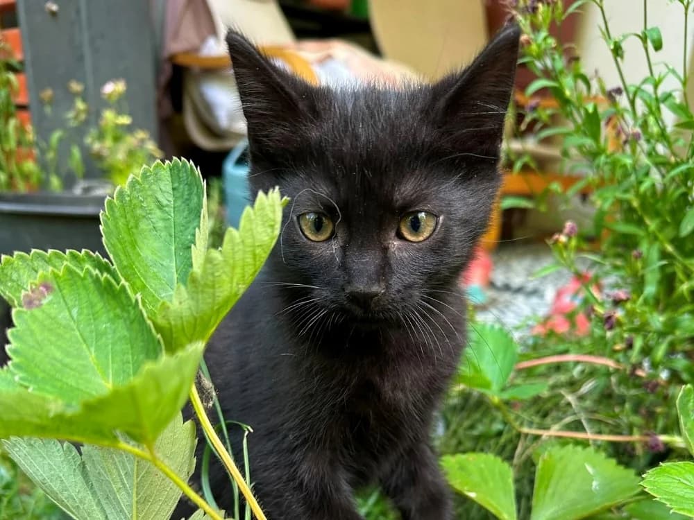 PIG, male puppy Mixed Breed for adoption at SPA Cluses, Cluses