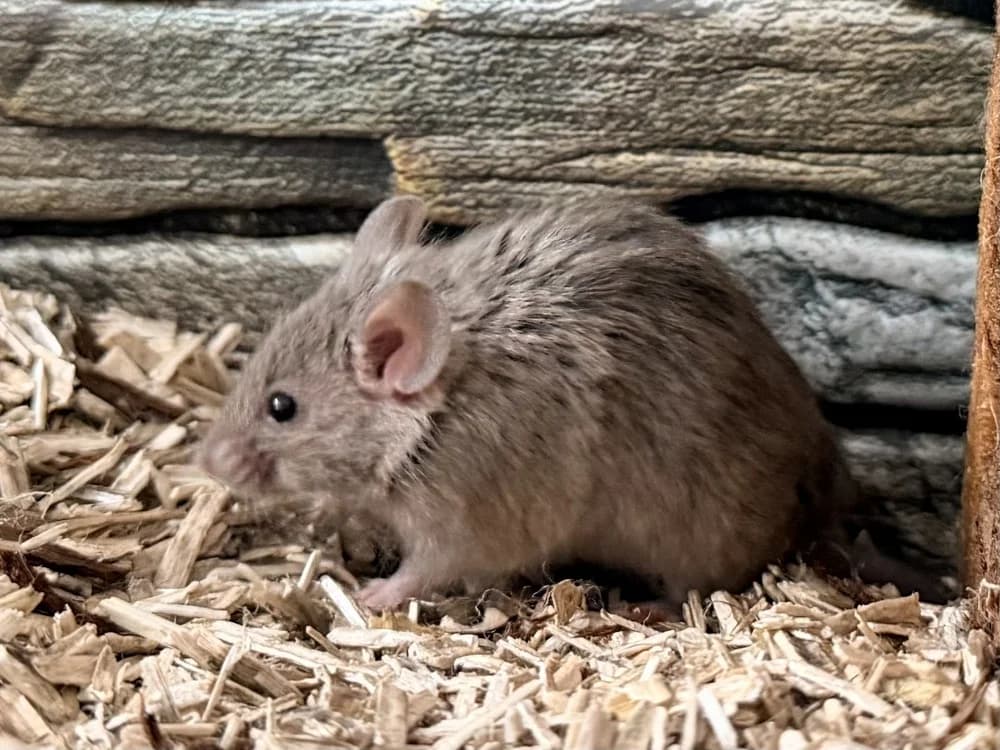 BABOUCHE, female Mixed Breed for adoption at SPA Cluses, Cluses
