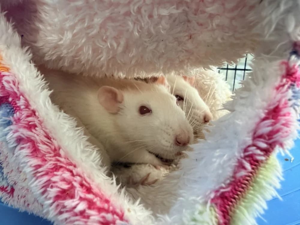 COLLY, female young Mixed Breed for adoption at SPA Cluses, Cluses