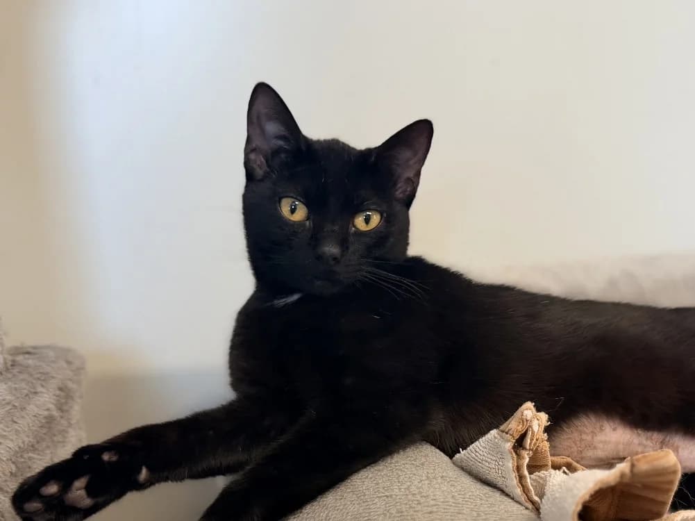 GRACE, female Mixed Breed for adoption at SPA Cluses, Cluses