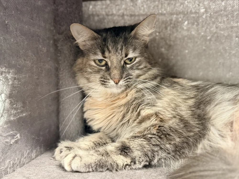 ELONA, female young Mixed Breed for adoption at SPA Cluses, Cluses