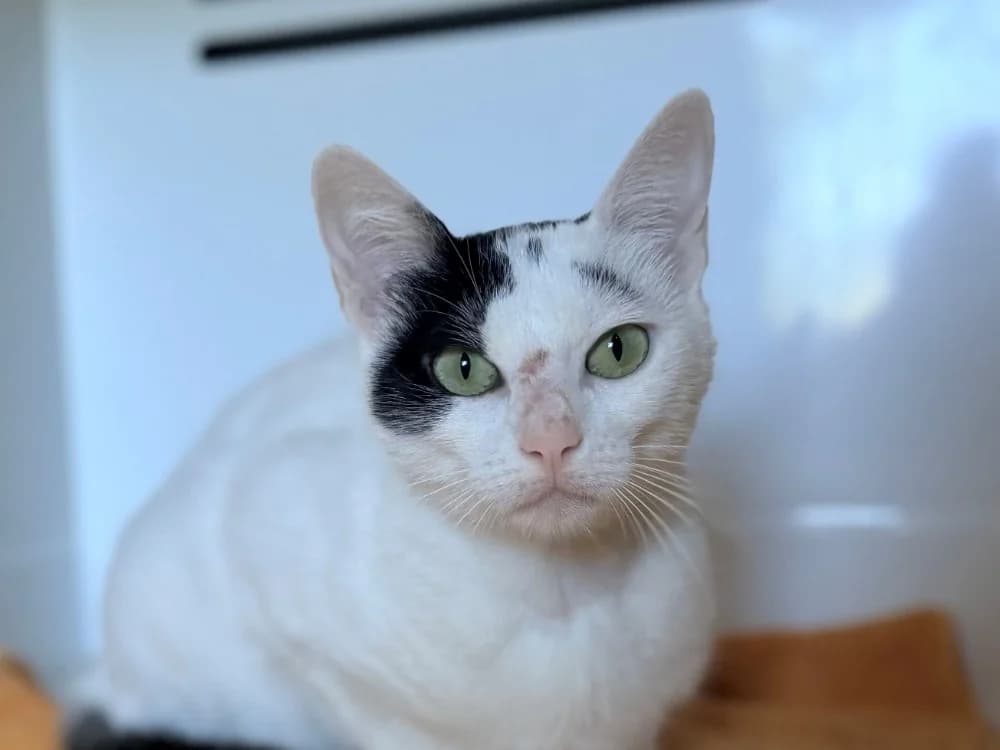 ARLETTE FIV+, female young Mixed Breed for adoption at SPA Cluses, Cluses