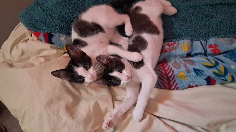 GALETTE FIV+, female Mixed Breed for adoption at SPA Cluses, Cluses
