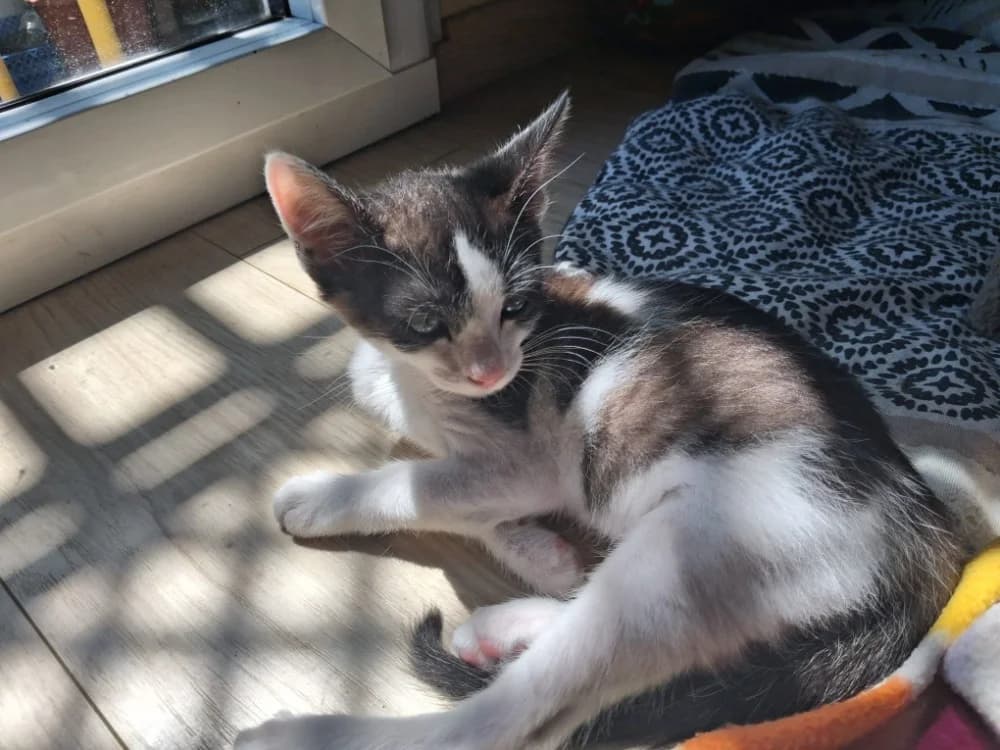 GAUFRETTE FIV+, female Mixed Breed for adoption at SPA Cluses, Cluses