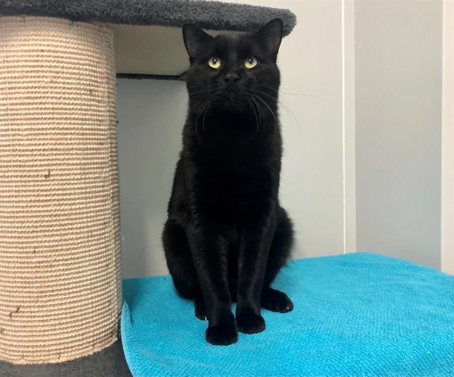 BLACKY, male 6yo Mixed Breed for adoption at SPA Cluses, Cluses