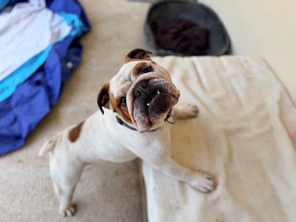 TRIBAL, male 3yo French Bulldog for adoption at SPA Cluses, Cluses
