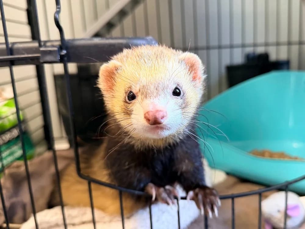 TIMON, male Mixed Breed for adoption at SPA Cluses, Cluses