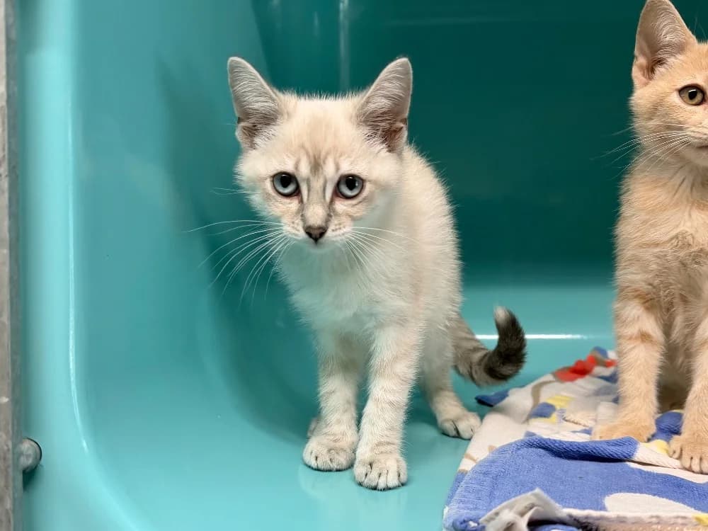 OLYMPE, female Mixed Breed for adoption at SPA Cluses, Cluses